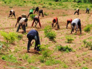 Nigeria: Agriculture Promotion Policy 2016-2020