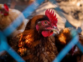 More Trade Disputes in 2017? Starting with Measures Against EU Chickens