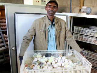 SA government committed to resolve the poultry crises