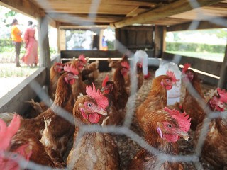 Namibia Trade Forum looks into poultry dumping claims