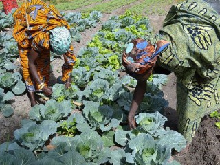 Food insecurity and poverty pose major challenge to goal of ending hunger by 2030 in sub-Saharan Africa