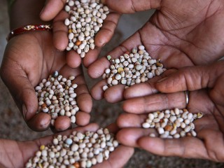 Agribusinesses and African smallholders seize $1 trillion food market as meals replace minerals to restart African economic growth