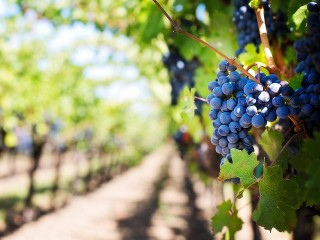 Global Value Chains – analysis of wine in South Africa