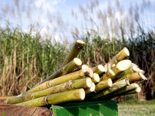 Kenya seeks fresh Comesa sugar import safeguard