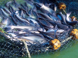 Oceans Forum seeks consensus on fish-to-dish solutions