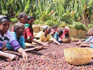 Ethiopia, Burundi can do more to gain from coffee niche markets