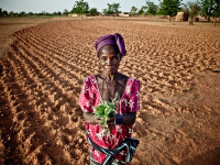 Africa-Europe Alliance: European Commission committed to a sustainable African agri-food sector