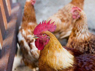 South African Government intervenes to save the poultry industry