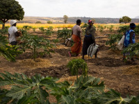 Kenya Economic Update: Transforming agricultural productivity to achieve food security for all