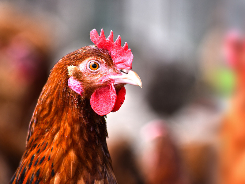 Impact of COVID-19 on poultry production – view from a woman entrepreneur