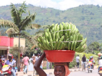 COMESA COVID-19 Food Security and Nutrition Plan adopted