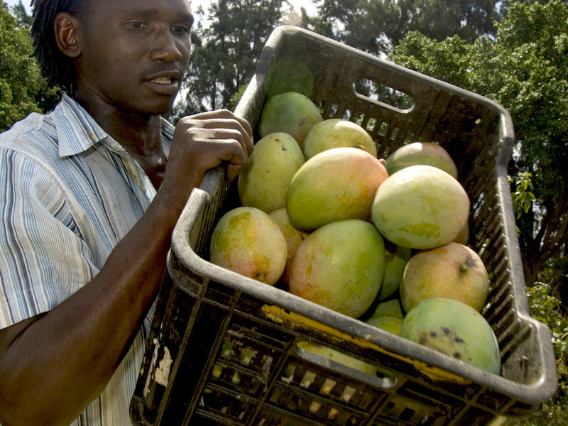 Unrest in South Africa: food security and supply chain responses