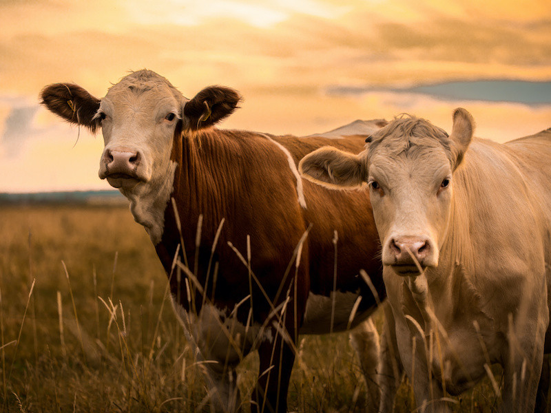 Should farmers be worried about the “Methane Pledge”?