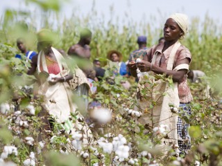 Cotton development meeting focuses on regional efforts to make aid more effective