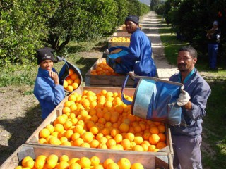 South African citrus growers seek panel on EU black-spot dispute