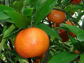 South Africa alleges “inconsistent” citrus inspections in Southern Europe