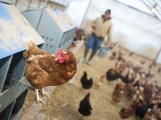 Poultry industry accused of holding Agoa hostage