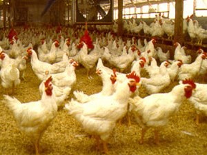 South Africa, U.S. chicken producers to meet over trade dispute