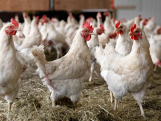 SA poultry producers in bid to end Agoa logjam