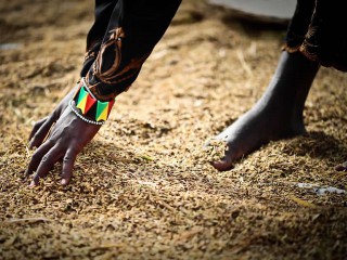 Winning Africa’s future: Food security for all