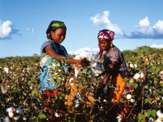 WTO Sub-Committee on Cotton: Update on the implementation of development assistance aspects of cotton