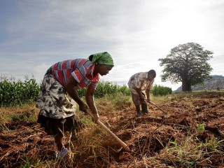 Business potential of smallholder farmers must be unleashed for sustainable development, report says